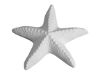 Spiny Starfish