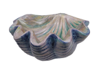 Giant Clam Shell Dish