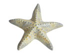 Spiny Starfish